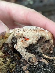 Hydnellum peckii