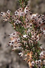 Erica fuscescens