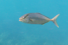 Seriola dumerili