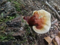 Ganoderma