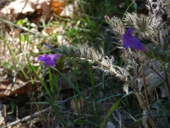 Echium