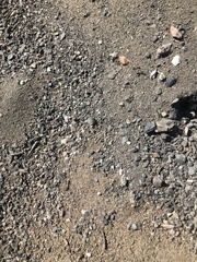 Cataglyphis aenescens