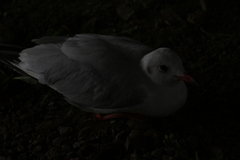 Chroicocephalus ridibundus