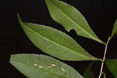 Pyrenaria microcarpa