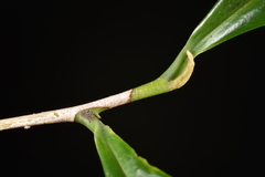 Pyrenaria microcarpa