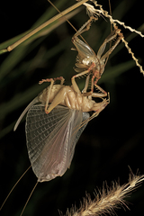 Gryllacrididae
