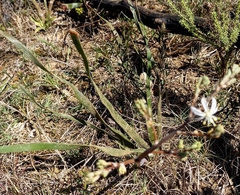 Trachyandra muricata