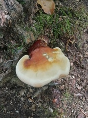 Ganoderma