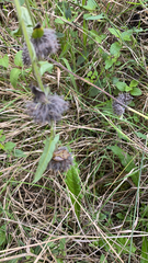 Betonica officinalis