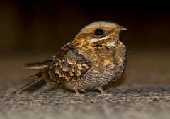 Caprimulgus ruficollis ruficollis