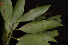 Cinnamomum insularimontanum