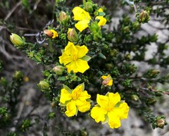 Hibbertia devitata