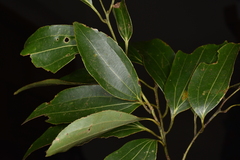 Cinnamomum insularimontanum