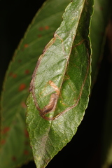 Lyonetia clerkella