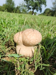 Calvatia cyathiformis