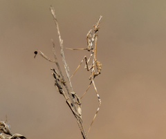 Empusa pennata