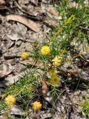 Acacia brownii
