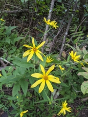 Silphium asteriscus trifoliatum