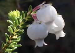 Erica glomiflora