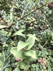 Epipactis helleborine