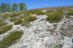 Artemisia hololeuca