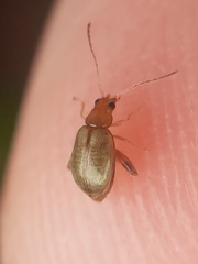 Chrysomelidae