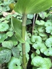 Epipactis helleborine