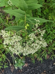 Eupatorium sessilifolium