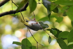 Erpornis zantholeuca
