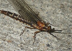 Hexagenia bilineata