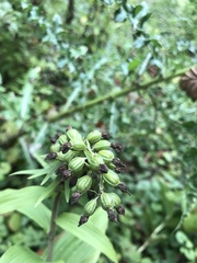 Epipactis helleborine