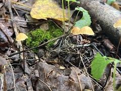 Marasmius siccus