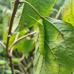 Sphingidae