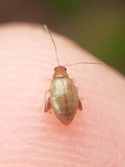 Chrysomelidae