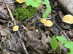 Marasmius siccus