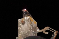 Caprimulgus europaeus