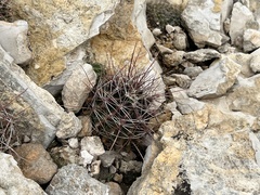 Hamatocactus hamatacanthus hamatacanthus
