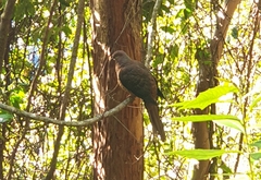 Macropygia phasianella