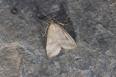 Udea nebulalis
