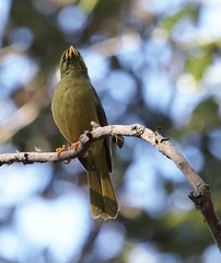 Manorina melanophrys