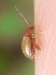 Chrysomelidae