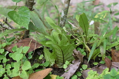 Drynaria quercifolia