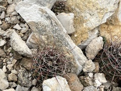 Hamatocactus hamatacanthus hamatacanthus