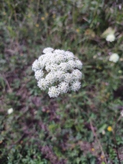 Seseli annuum