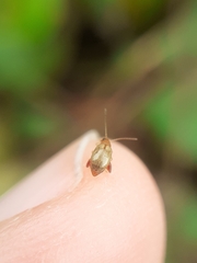 Chrysomelidae