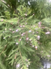 Taxodiomyia