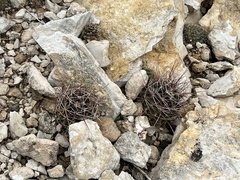 Hamatocactus hamatacanthus hamatacanthus