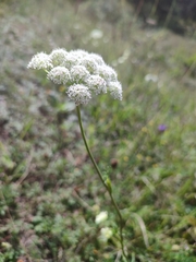 Seseli annuum