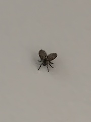 Psychodinae
