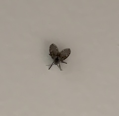 Psychodinae
